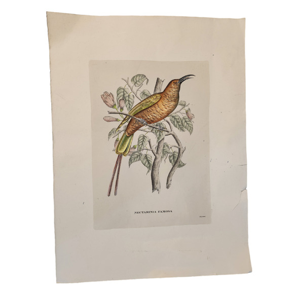 Framed J. & E. Gould - Nectarina Famosa Lithograph Print 17 1/2 x 21 1/2" - Picture 4 of 16